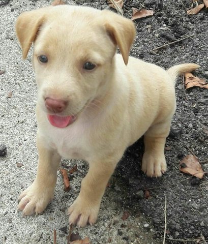 Female Puppy, 6 Weeks - Mixed Breed Dog