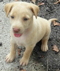 Female puppy, 6 weeks