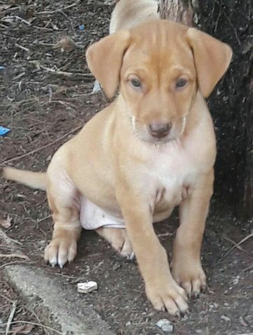 Female Puppy2, 6 Weeks - Mixed Breed Dog