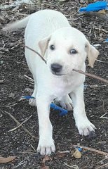 Male Puppy2, 6 Weeks - Mixed Breed Dog