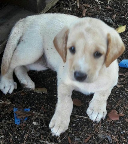 Female Puppy3, 6 Weeks - Mixed Breed Dog