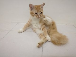 Obi One Kenobi Aka Bulu Bangkok - Domestic Medium Hair Cat