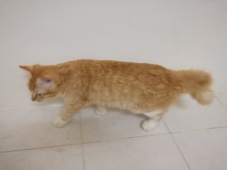 Obi One Kenobi Aka Bulu Bangkok - Domestic Medium Hair Cat