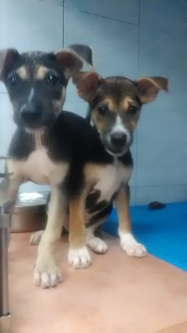 Mindy And Mandy - Mixed Breed Dog