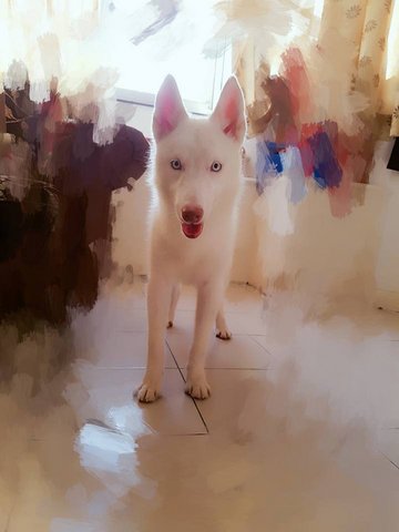 Luffy  - Siberian Husky Dog