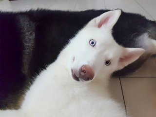 Luffy  - Siberian Husky Dog