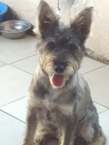 Chester ( Schnauzer) - Schnauzer + Poodle Dog