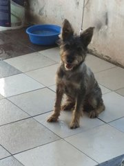 Chester ( Schnauzer) - Schnauzer + Poodle Dog