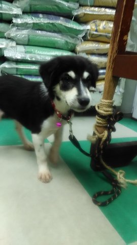 Huskymix - Mixed Breed Dog