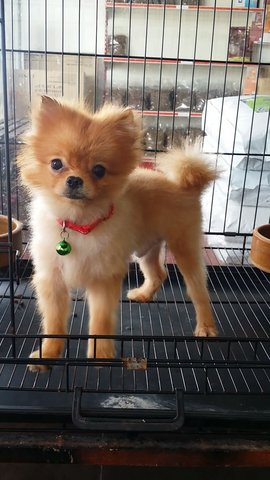 1yr Male Pomeranian  Puppy - Pomeranian Dog