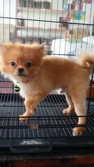 1yr Male Pomeranian  Puppy - Pomeranian Dog