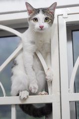 Hanging on Window Grille(Panda)