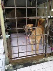 Cony - Mixed Breed Dog