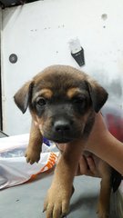 Bb Brownie And Black - Mixed Breed Dog