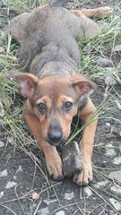 Brownie at 4 months old. Playful & smart!