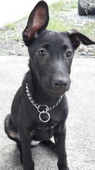 Blackie with Flip Flop Ear. Playful &  smart