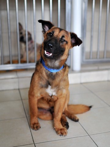 Fred - Adopted! - German Shepherd Dog Mix Dog