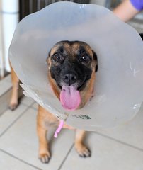 But we had to put the e-collar back on Ginger coz she wouldn't stop fussing at her spay stitches