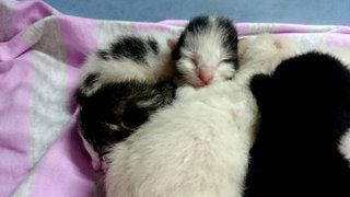 5 Newborn Kittens Wants Home - Domestic Short Hair Cat