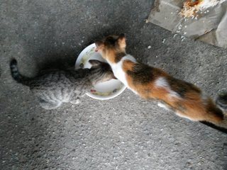 Bobo and her sister are very hungry