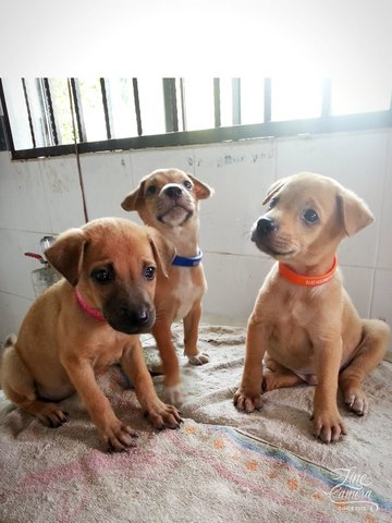 Laosai &amp; Thamchiak &amp; Johnny - Mixed Breed Dog