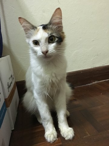 Snowy - Domestic Medium Hair Cat