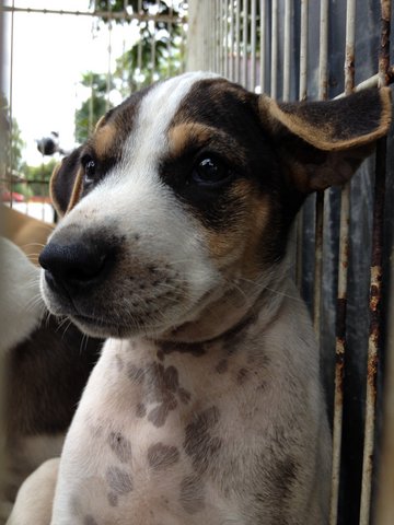 Scooby Scrappy Doo Barney Angel Sam - Mixed Breed Dog