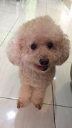 Milo - Poodle Dog