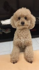 Milo - Poodle Dog