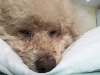 Milo - Poodle Dog