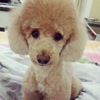 Milo - Poodle Dog