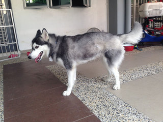 Jane - Husky Dog