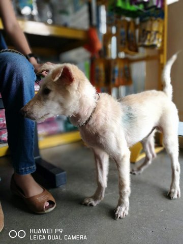 Gobbie - Mixed Breed Dog