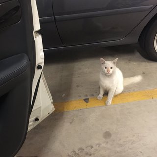 Sometimes I roam the parking area which is dangerous, but Im just a cat, what do I know?