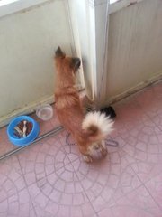 Curly - Mixed Breed Dog