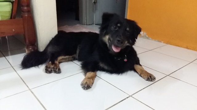 Basha - Rottweiler Mix Dog