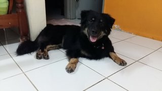 Basha - Rottweiler Mix Dog