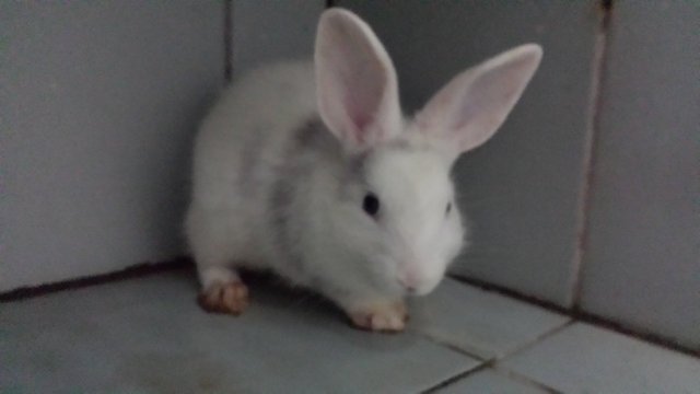 Putih - Bunny Rabbit Rabbit