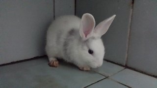 Putih - Bunny Rabbit Rabbit