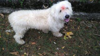 Snowy - Airedale Terrier + Poodle Dog