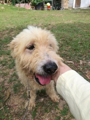 Snowy - Airedale Terrier + Poodle Dog