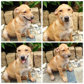 Mocha And The Bunch - Mixed Breed Dog