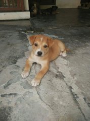 Gustavo  - Mixed Breed Dog