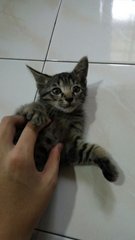 Tiny - Tabby Cat