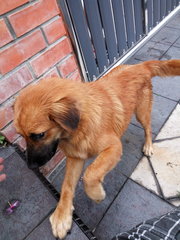 Brown - Mixed Breed Dog