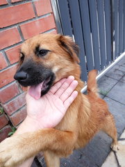 Brown - Mixed Breed Dog