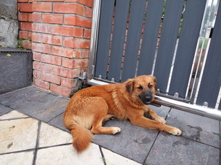 Brown - Mixed Breed Dog