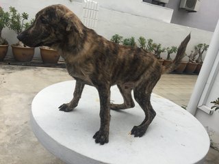 Tigger - Afghan Hound + Rhodesian Ridgeback Dog