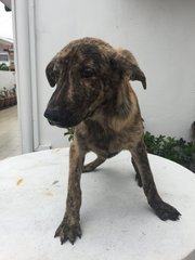 Tigger - Afghan Hound + Rhodesian Ridgeback Dog