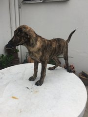 Tigger - Afghan Hound + Rhodesian Ridgeback Dog